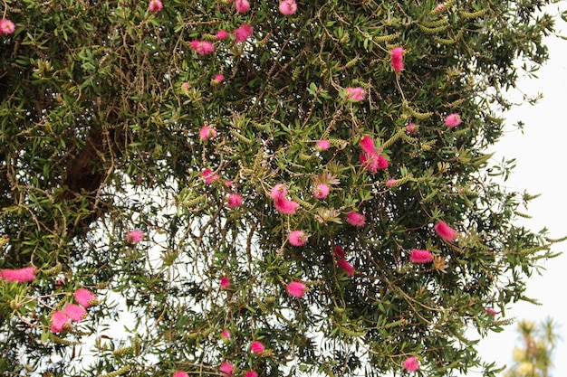 Rode Bottlebrush-bloemen (Callistemon citrinus)