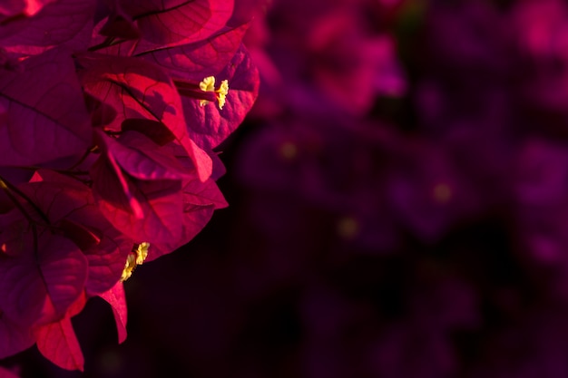 Rode Bougainvillea verlaat achtergrond