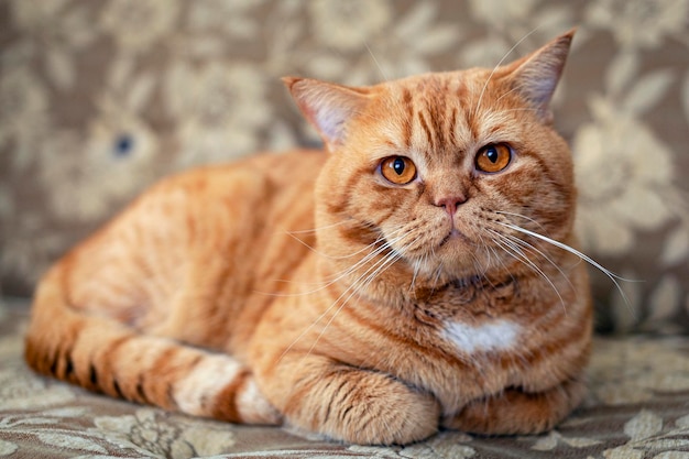 Rode Britse kattenclose-up die in het huis rust.