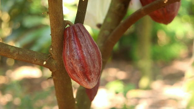 Rode cacao pod op boom in het veld. Cacao (Theobroma cacao L.) is een gecultiveerde boom in plantages.