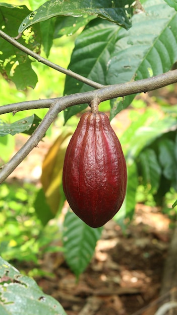 Rode cacaopeul op boom in het veld Cacao Theobroma cacao L is een gecultiveerde boom in plantages