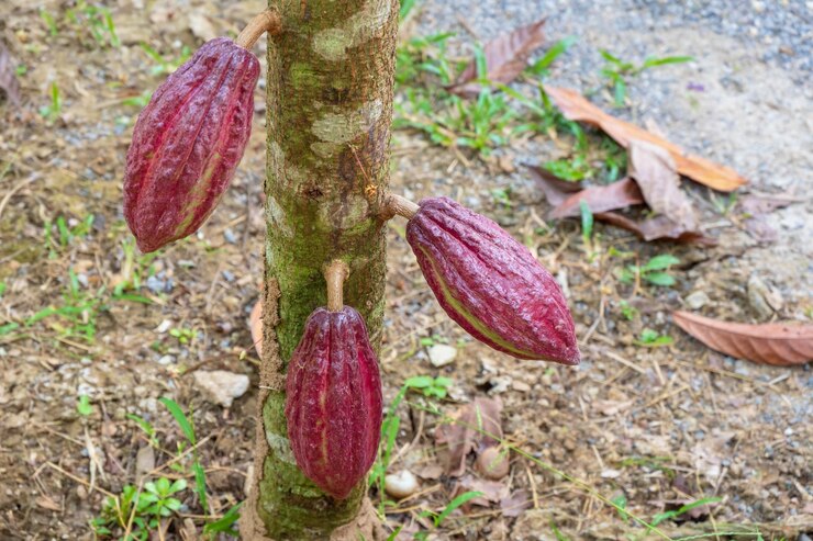 Rode cacaopeulen die aan cacaobomen groeien.