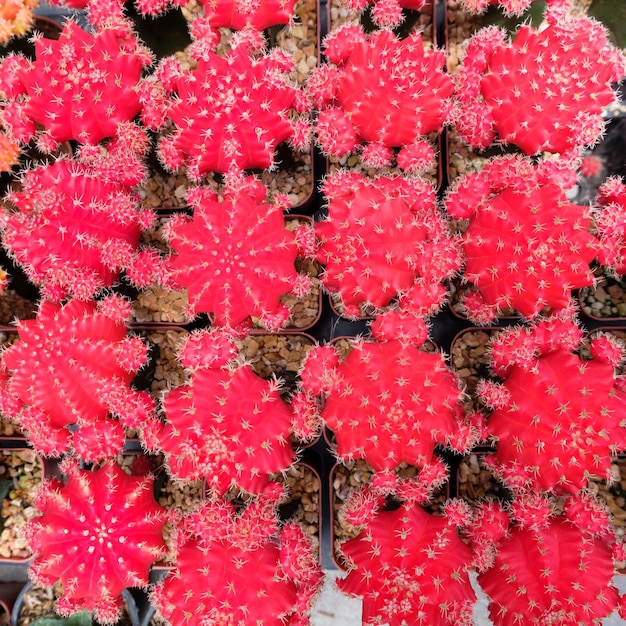 Rode cactusplanten in potten Uitzicht van bovenaf