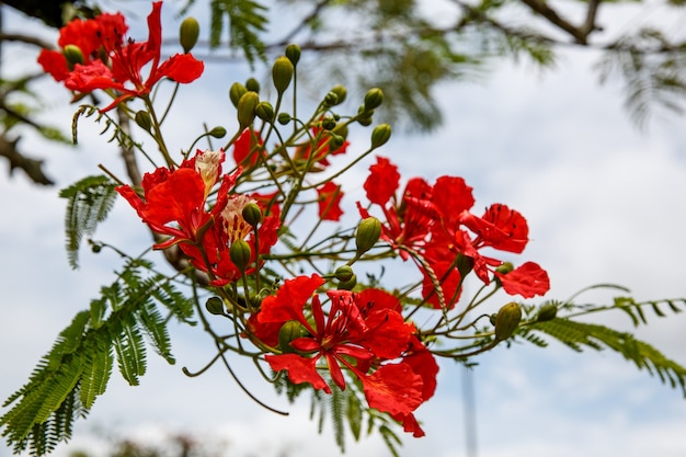 Rode Caesalpinia-bloem. Detailopname.