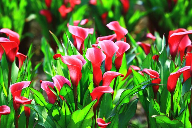 Foto rode calla lily of arum lily of gold calla bloeiende bloemen in de tuin