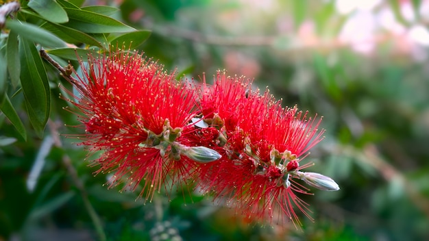 Rode callistemon