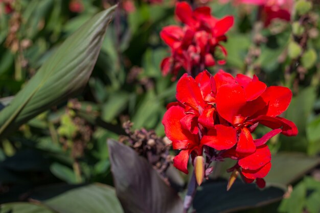 Rode cannalelie of eetbare canna bloemen in het park, natuur achtergrond.