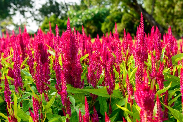 Rode celosia bloementuin