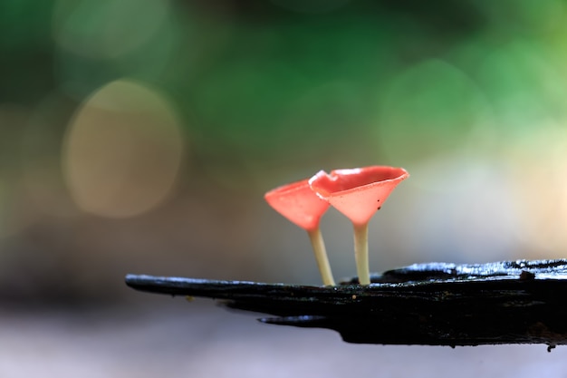 Rode champignons, ROZE BRANDKOP Paddestoel, Tarzetta Rosea (Rea) Dennis