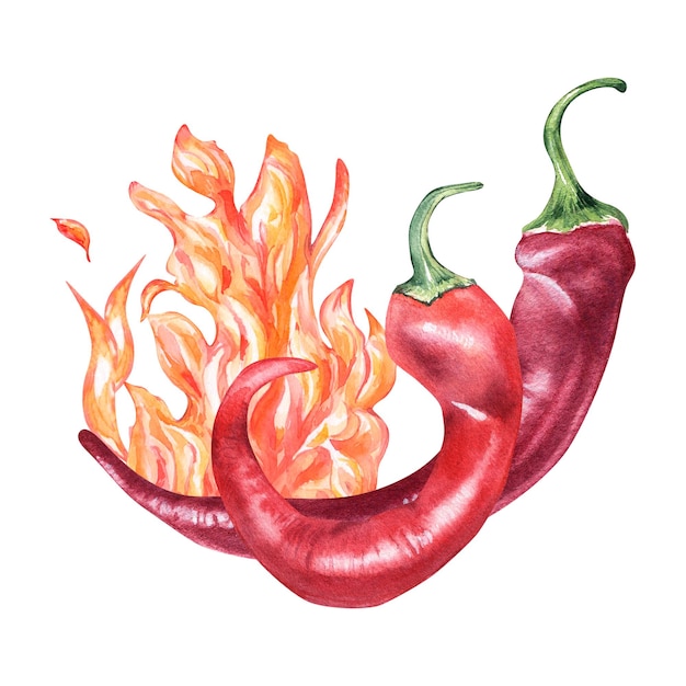 Rode chili hete pepers in brand aquarel illustratie geïsoleerd op een witte achtergrond