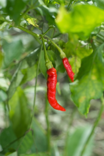 rode chili peper op de plant.