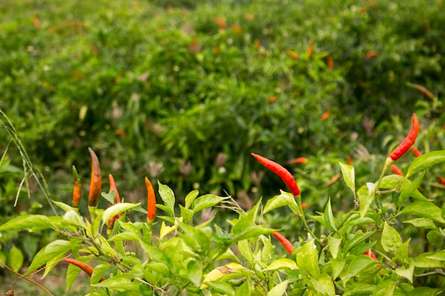 Rode chilipepers in de biologische tuinboerderij