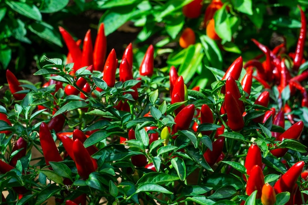 Foto rode chilipepers op de bush