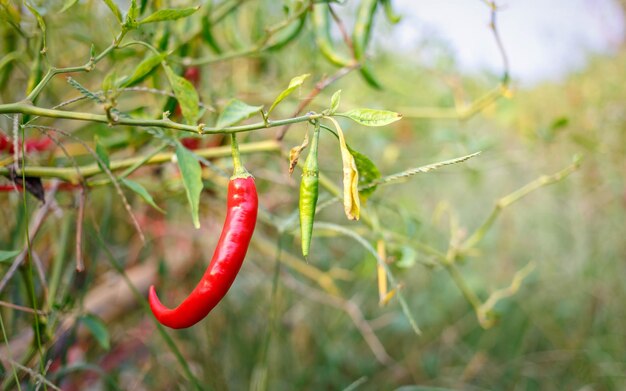 Rode chilipepers op de chilifarm