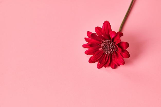 Rode chrysant bloem op roze achtergrond close-up