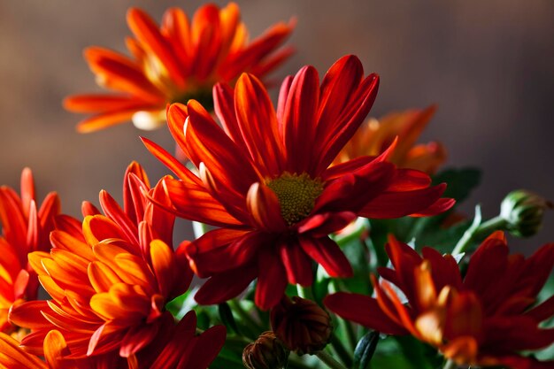 Rode chrysant, close-up