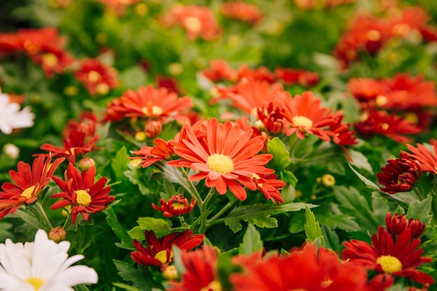 Rode chrysantbloemen voor achtergrond