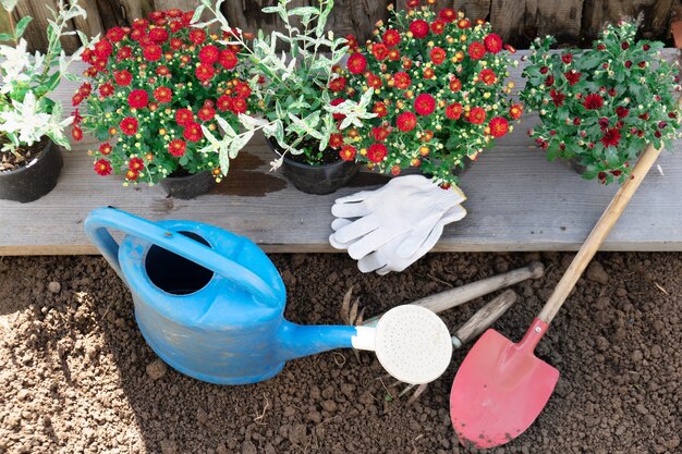 Rode chrysanten in de bloempotten met tuingereedschap klaar om te planten in de aarde in de lentetuin