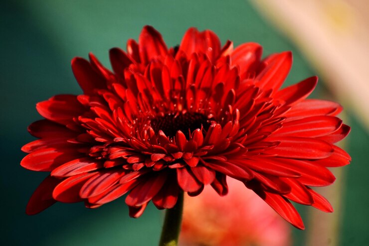 Rode chrysanthemums bloeien in de tuin op een winter- of lentedag