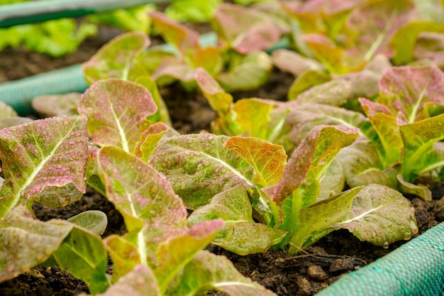 Rode cos sla groenteplantage in biologische boerderijen