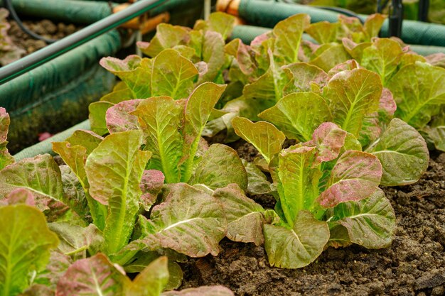 Rode cos sla groenteplantage in biologische boerderijen