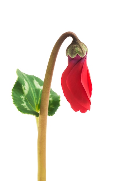 Rode cyclamen bloemen en groene bladeren op witte achtergrond