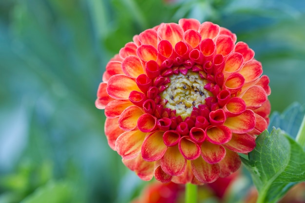 Rode dahlia in de tuin in de herfst