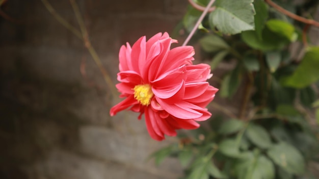 Rode Dahlia Pinnata. Mooie achtergrond met een rode bloem en groene planten in het park