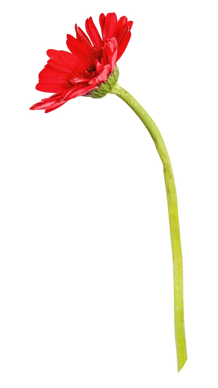 Foto rode daisy png bloem doorzichtige achtergrond