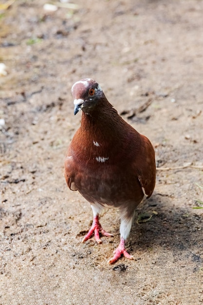 Rode duif op het zand bij de rivier