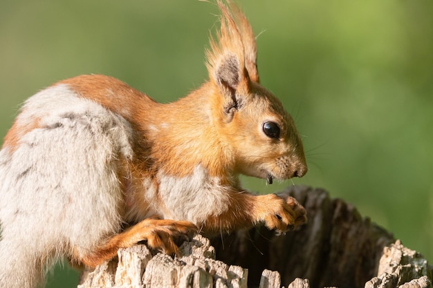 Rode eekhoorn close-up Sciurus vulgaris in het wild Eet zaden