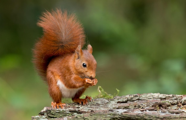 Rode eekhoorn een schattig dier dat in het bos leeft, gezien in zijn natuurhabitat.