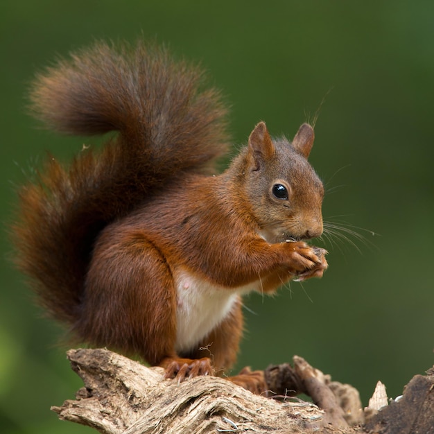 Rode eekhoorn een schattig dier dat in het bos leeft, gezien in zijn natuurhabitat.