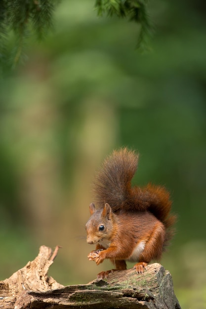 Rode eekhoorn een schattig dier dat in het bos leeft, gezien in zijn natuurhabitat.