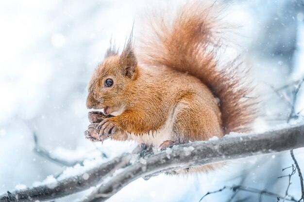 Rode eekhoorn eet noten in een besneeuwd park