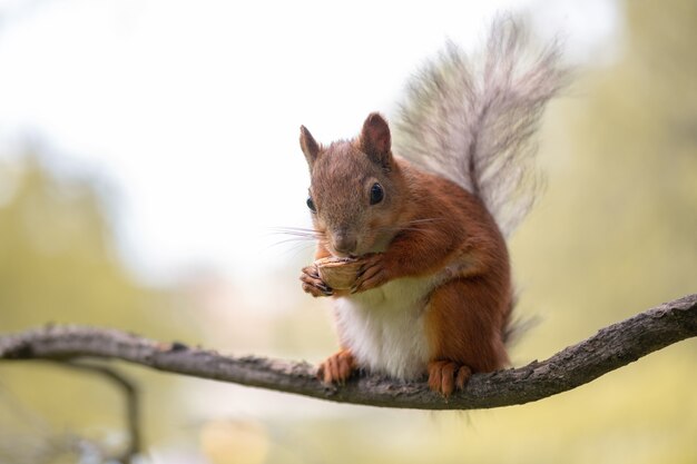 Rode eekhoorn eet walnoot en zit op de tak in het bos