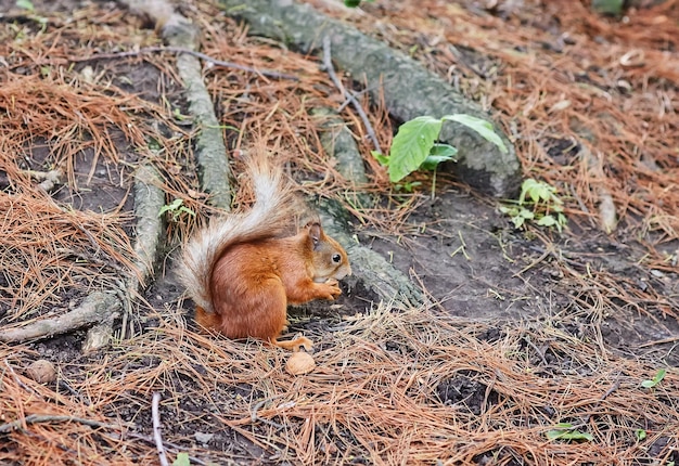 Rode eekhoorn in het bos die een noot eet