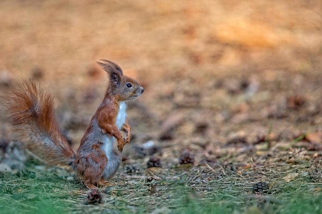 Foto rode eekhoorn in het bosx9