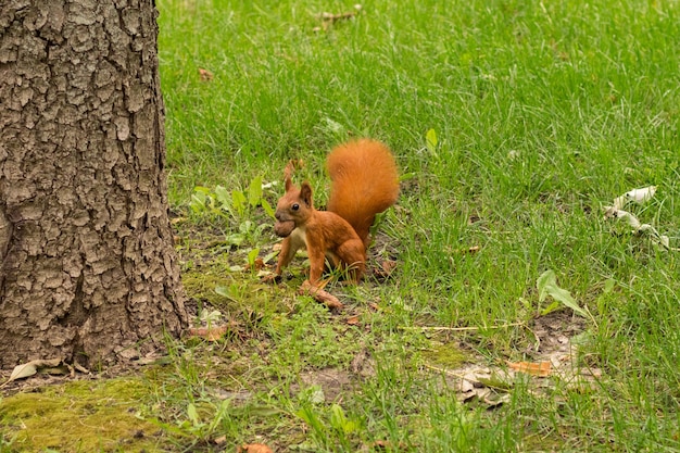 Foto rode eekhoorn in het park met een noot in zijn mond leuke eekhoorn