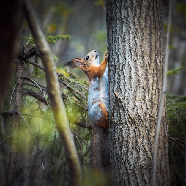 Rode eekhoorn klimt in een boom in het bos op een groene achtergrond