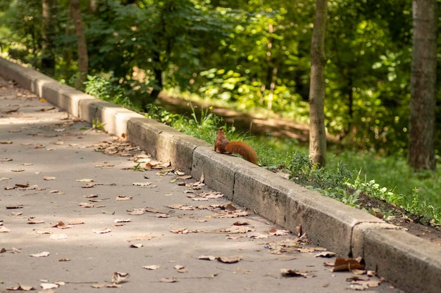 rode eekhoorn loopt op een zonnige dag in het park langs de stoeprand