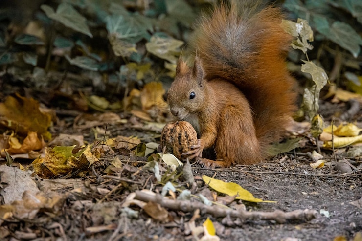 Foto rode eekhoorn met een grote kleine walnoot op een herfstdag
