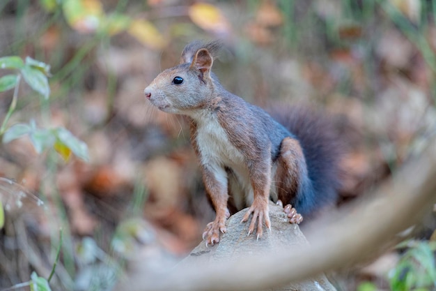 Rode eekhoorn of Euraziatische rode eekhoorn Sciurus vulgaris Malaga Spanje