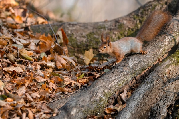 Rode eekhoorn op boom bij herfstbos