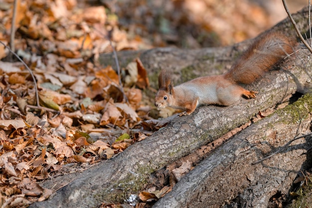 Rode eekhoorn op boom bij herfstbos