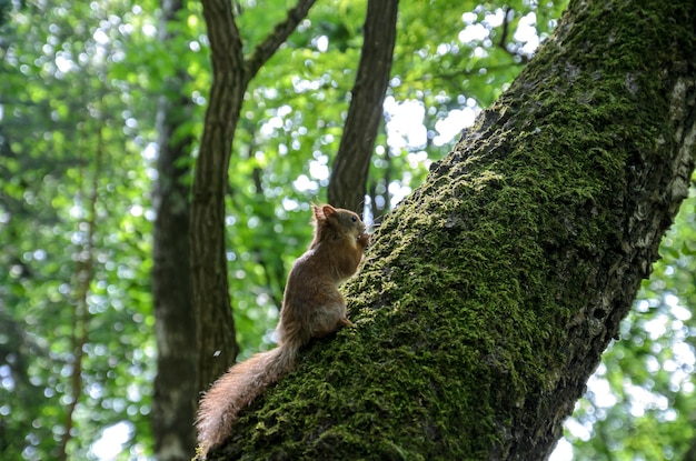 rode eekhoorn op een boom in het bos