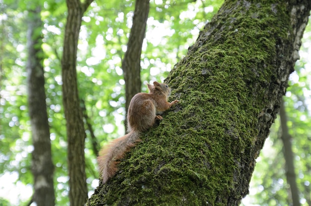 rode eekhoorn op een boom in het bos