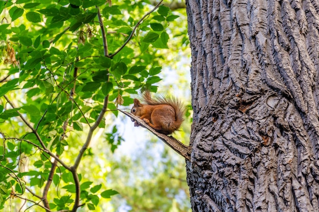 Foto rode eekhoorn op een boomtak