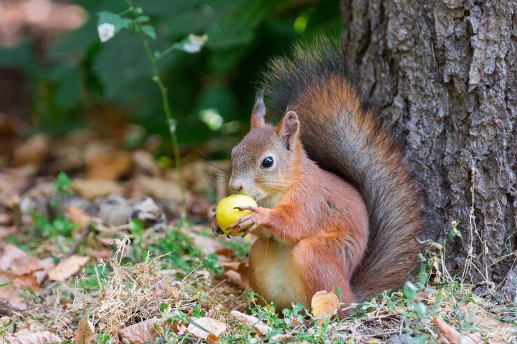 Foto rode eekhoorn op een tak in de herfst