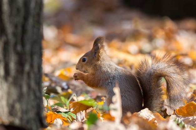 Rode eekhoorn op een tak in de herfst